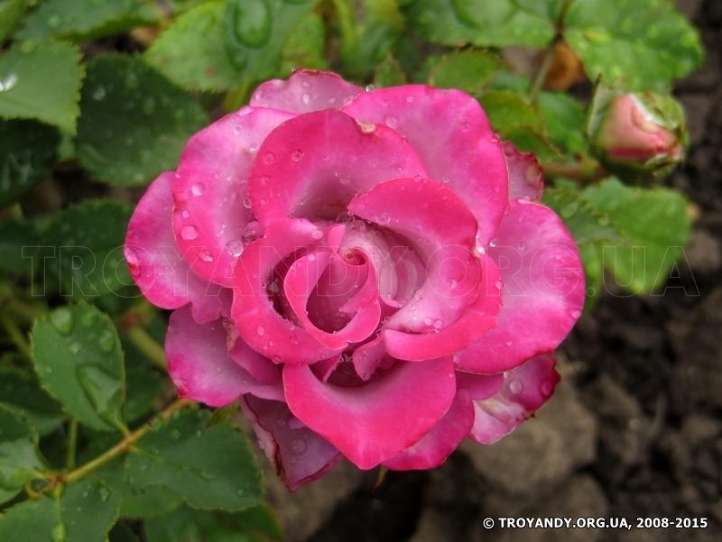 Deep Purple